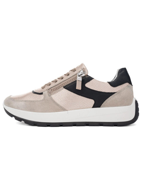 Ara 12-25112 New York trainer